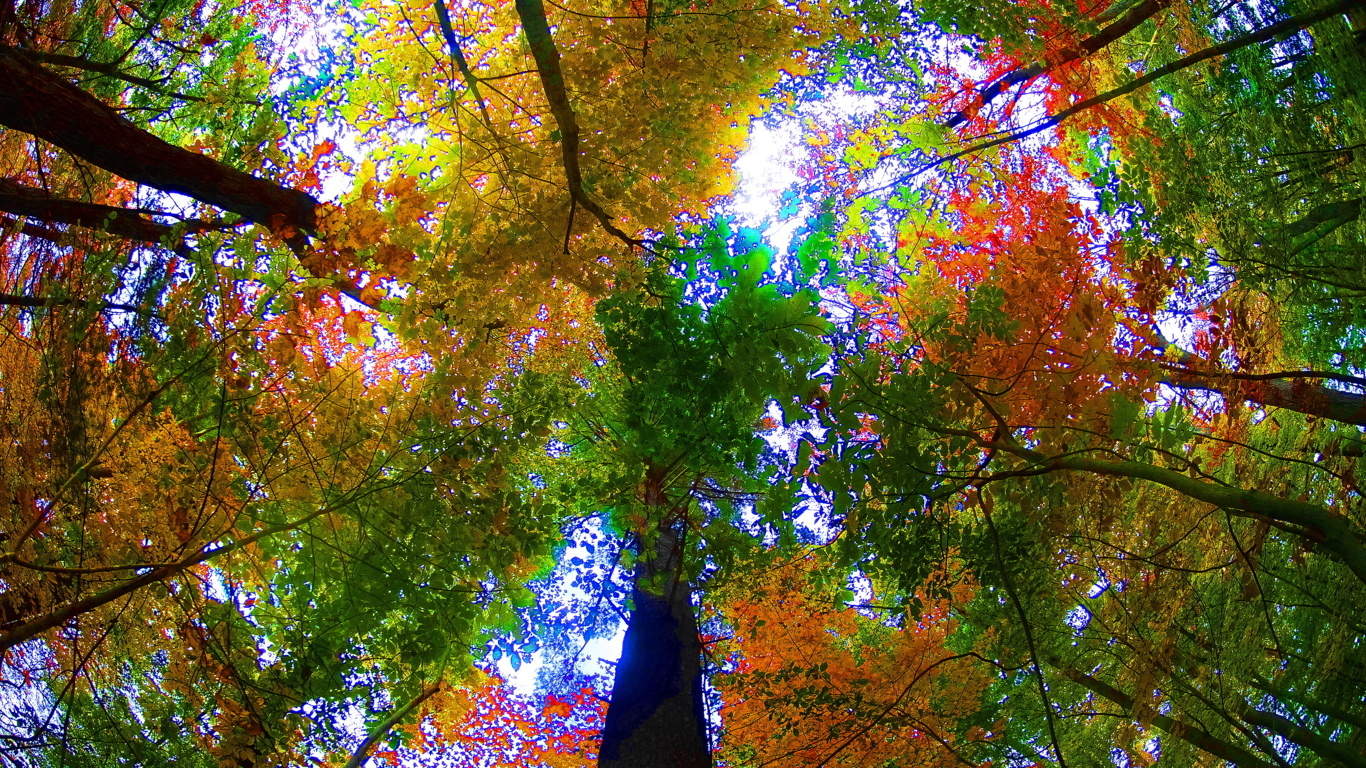 autumn-canopy-new-england-fileminimizer